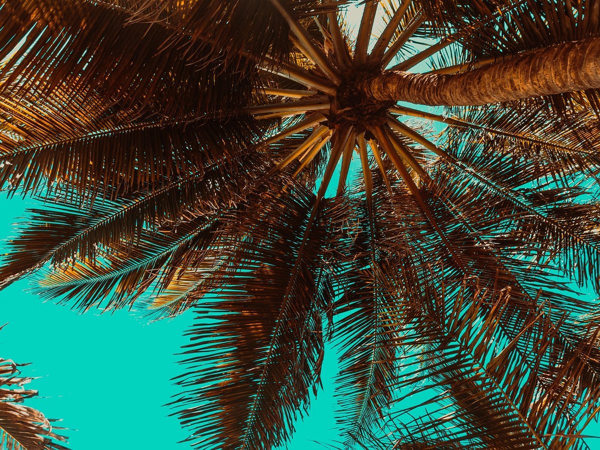 Palmiers tropicaux sous le soleil